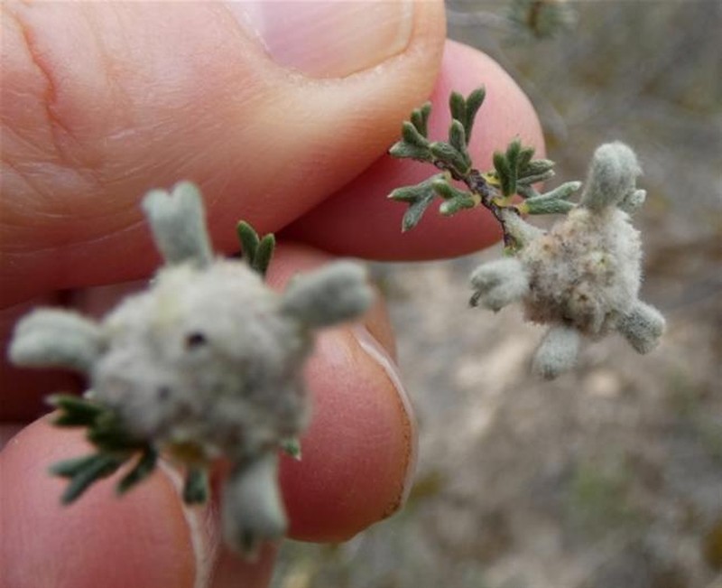 Spyridium stenophyllum subsp. renovatum