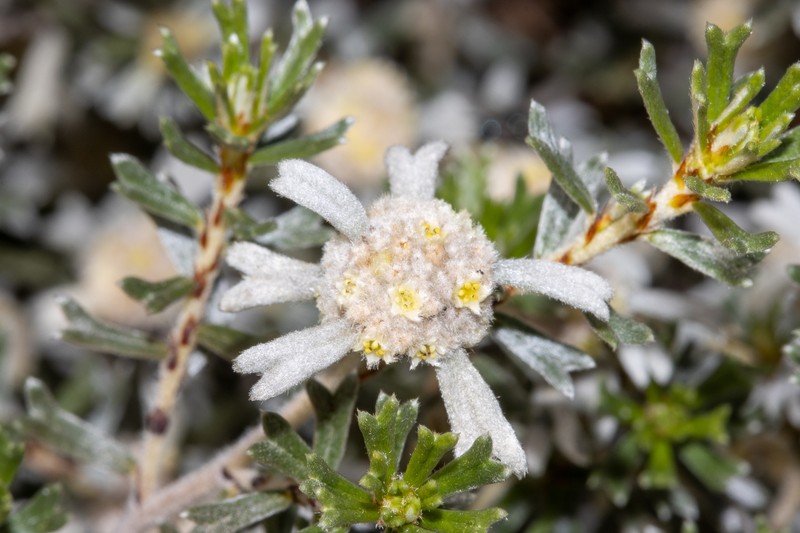 Spyridium stenophyllum subsp. renovatum photo 2