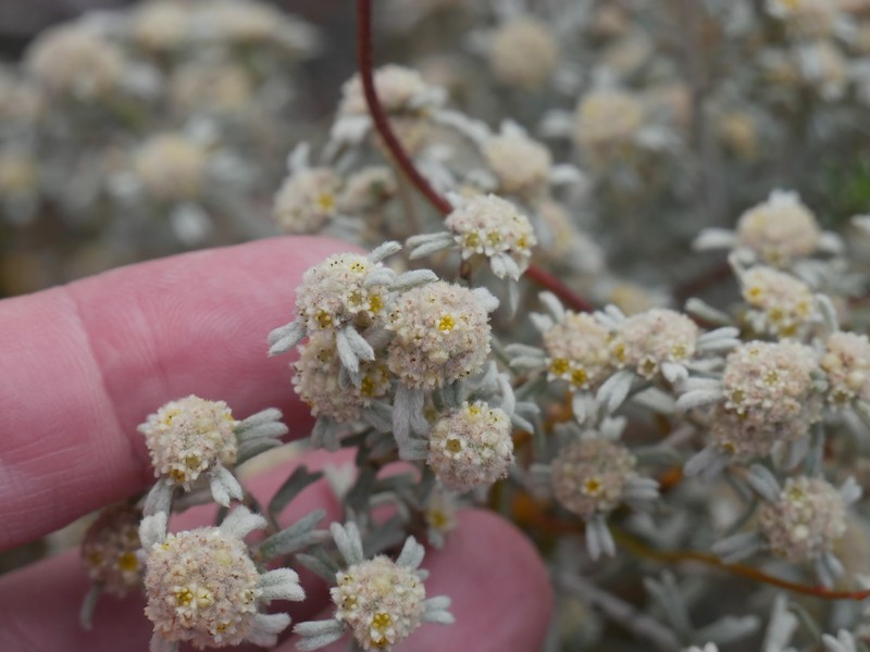 Spyridium stenophyllum subsp. renovatum photo 3