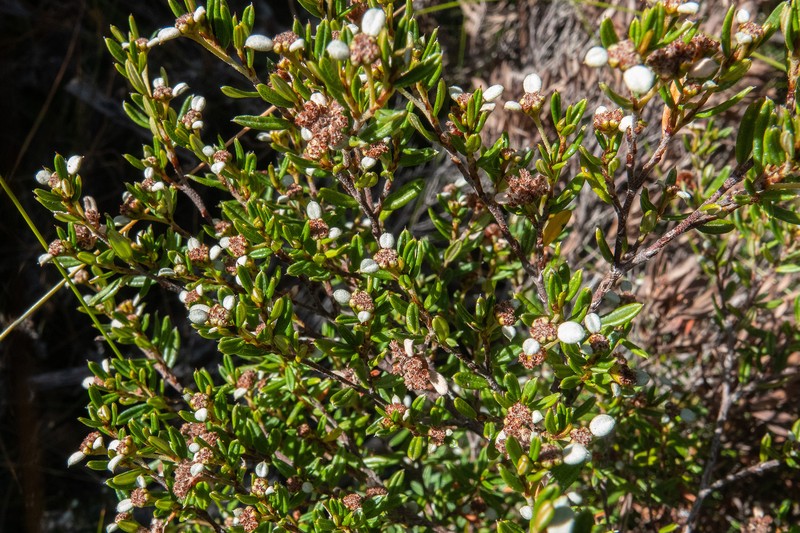 Spyridium vexilliferum var. latifolium