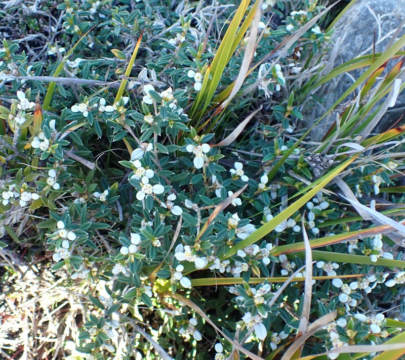 Spyridium vexilliferum var. latifolium photo 2