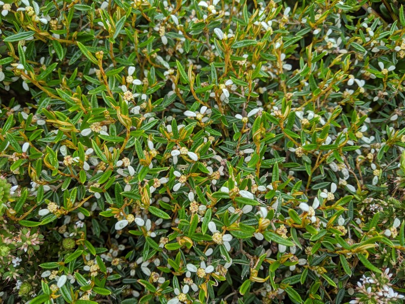 Spyridium vexilliferum var. latifolium photo 3