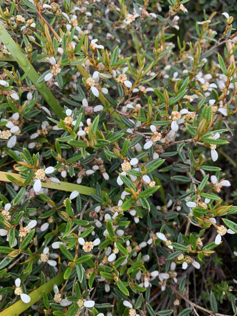 Spyridium vexilliferum var. latifolium photo 4