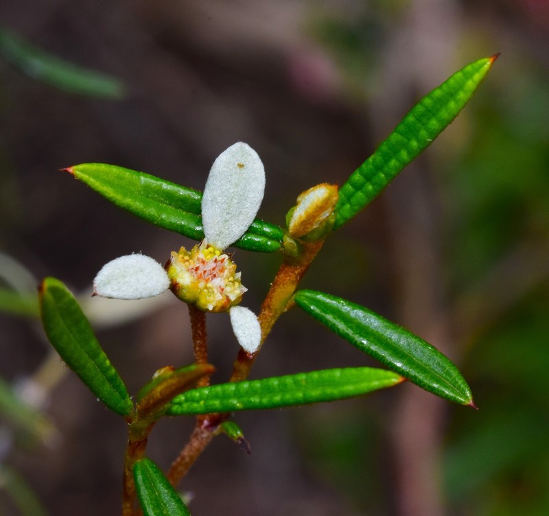 Spyridium vexilliferum var. vexilliferum