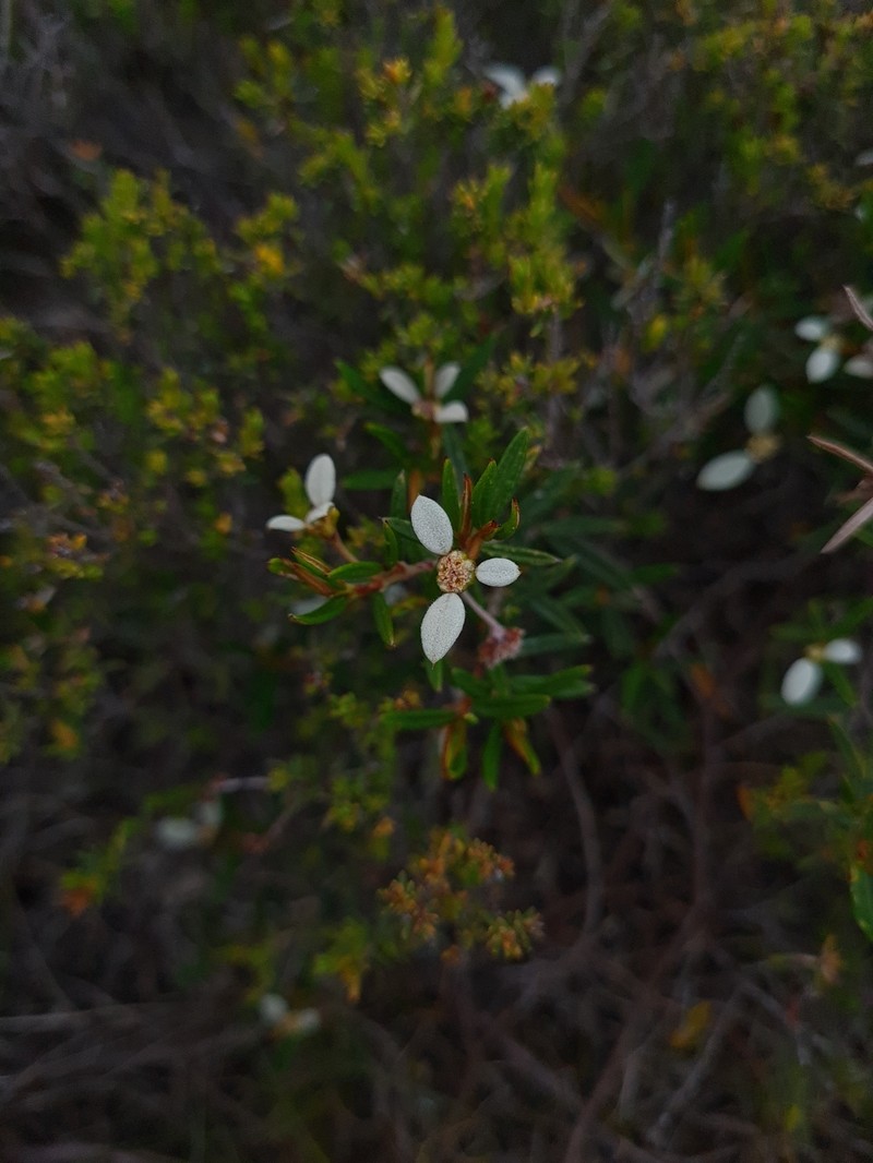 Spyridium vexilliferum var. vexilliferum photo 2