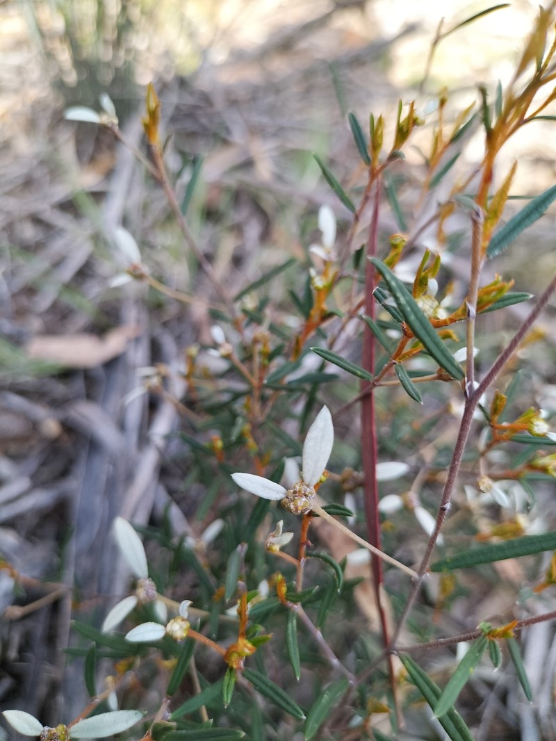 Spyridium vexilliferum var. vexilliferum photo 3