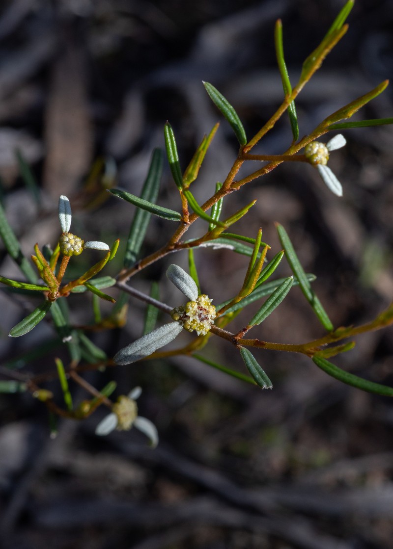 Spyridium vexilliferum var. vexilliferum photo 4