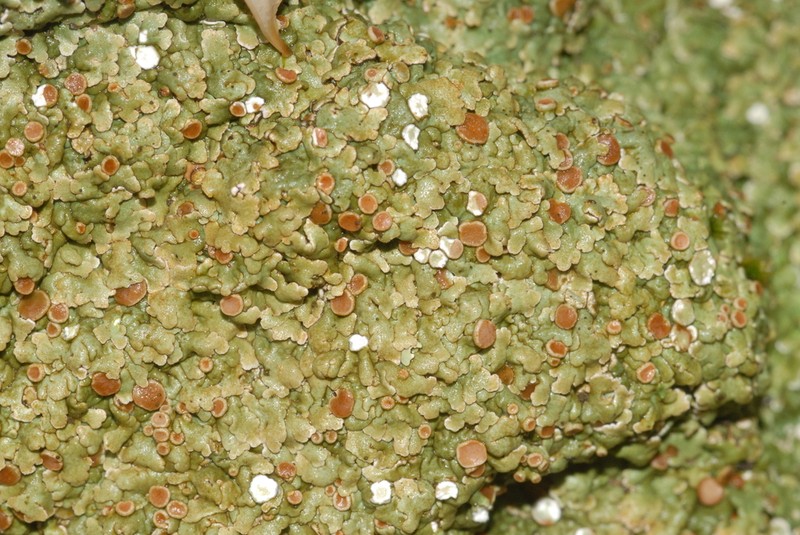Rim Lichen