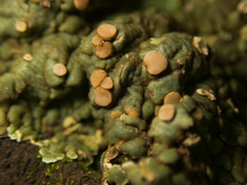 Rim Lichen photo 2