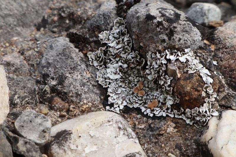 Rim Lichen photo 3