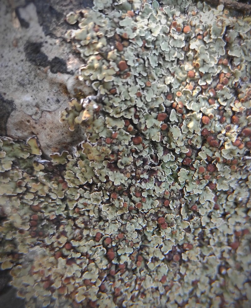 Rim Lichen photo 4