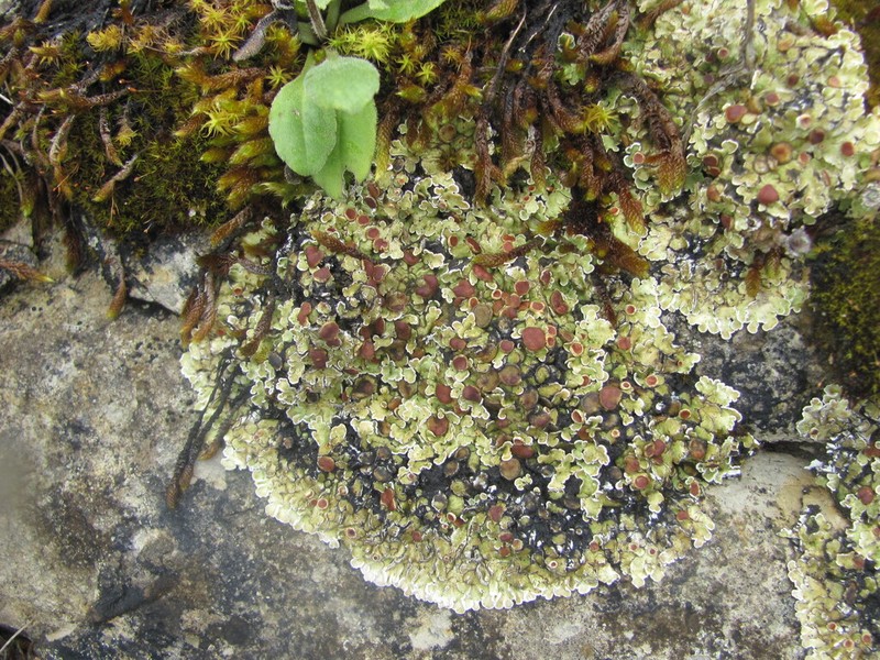 Rim Lichen photo 5