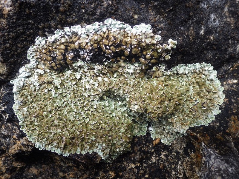 Rim Lichen photo 6