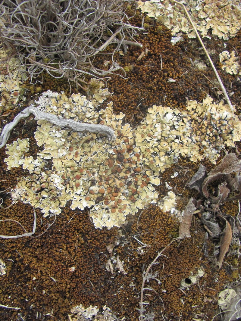 Rim Lichen photo 7