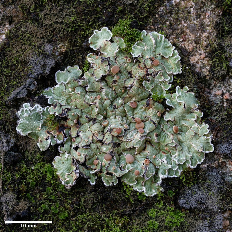 Rim Lichen photo 8