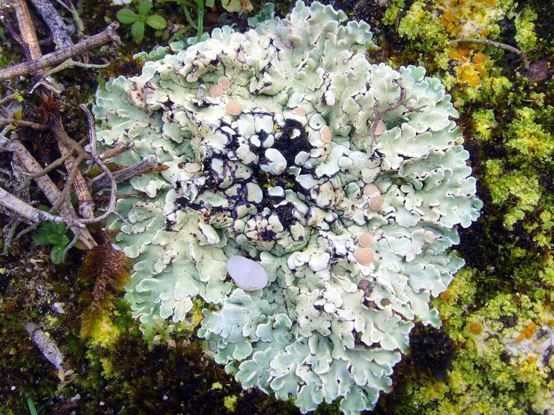 Rim Lichen