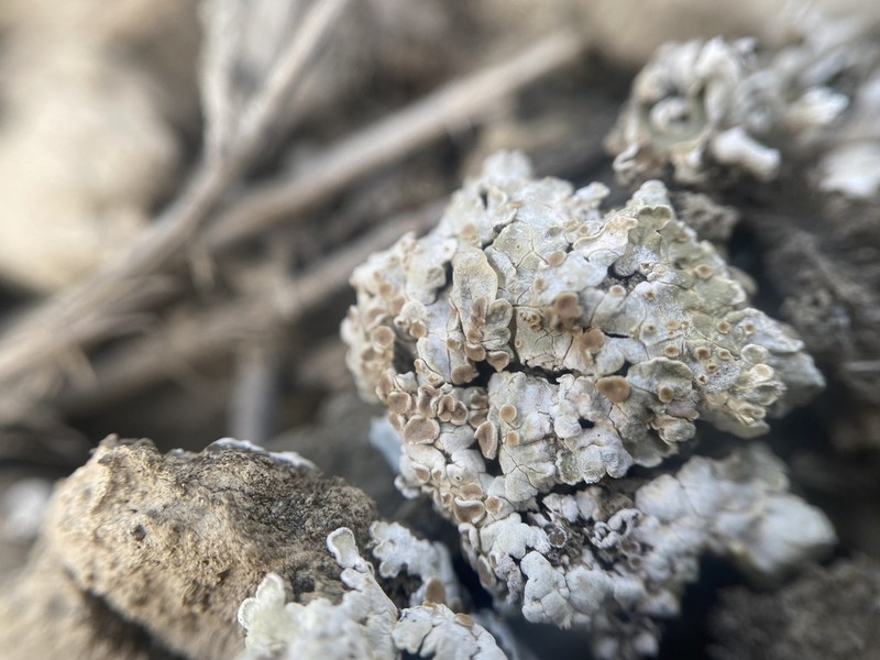 Rim Lichen