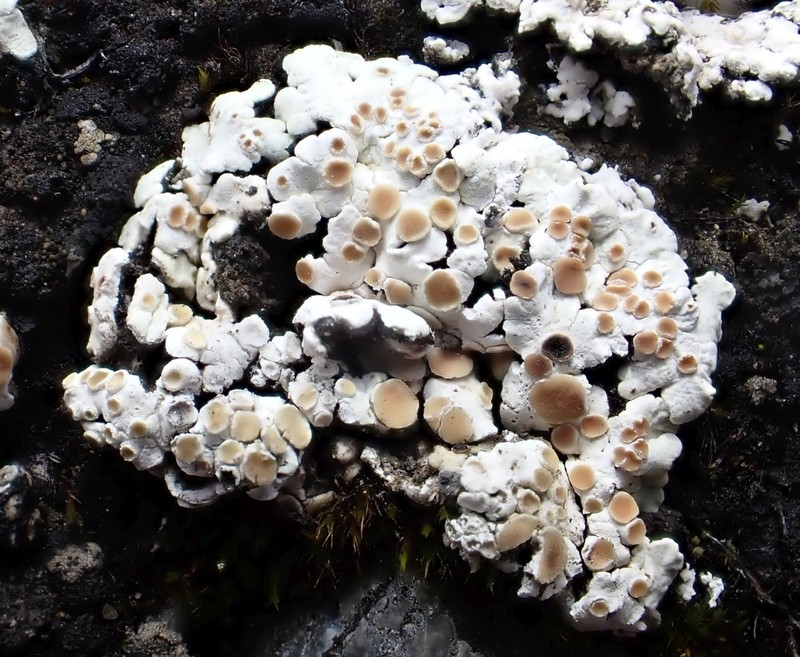 Rim Lichen photo 2