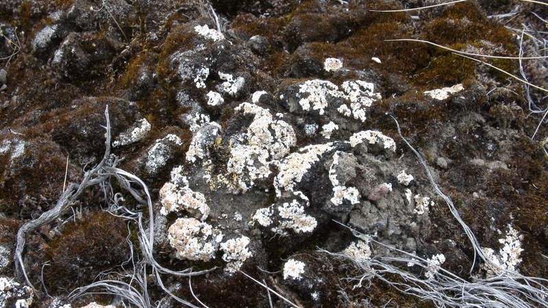 Rim Lichen photo 3