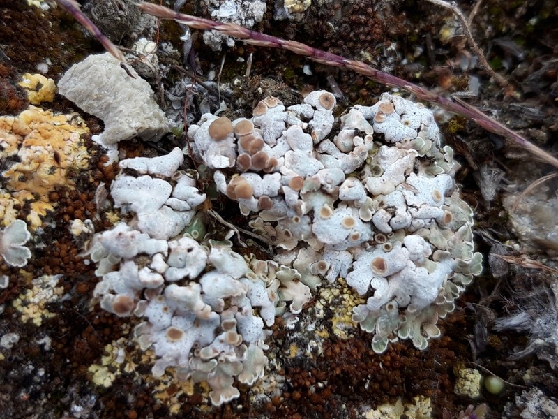 Rim Lichen photo 4