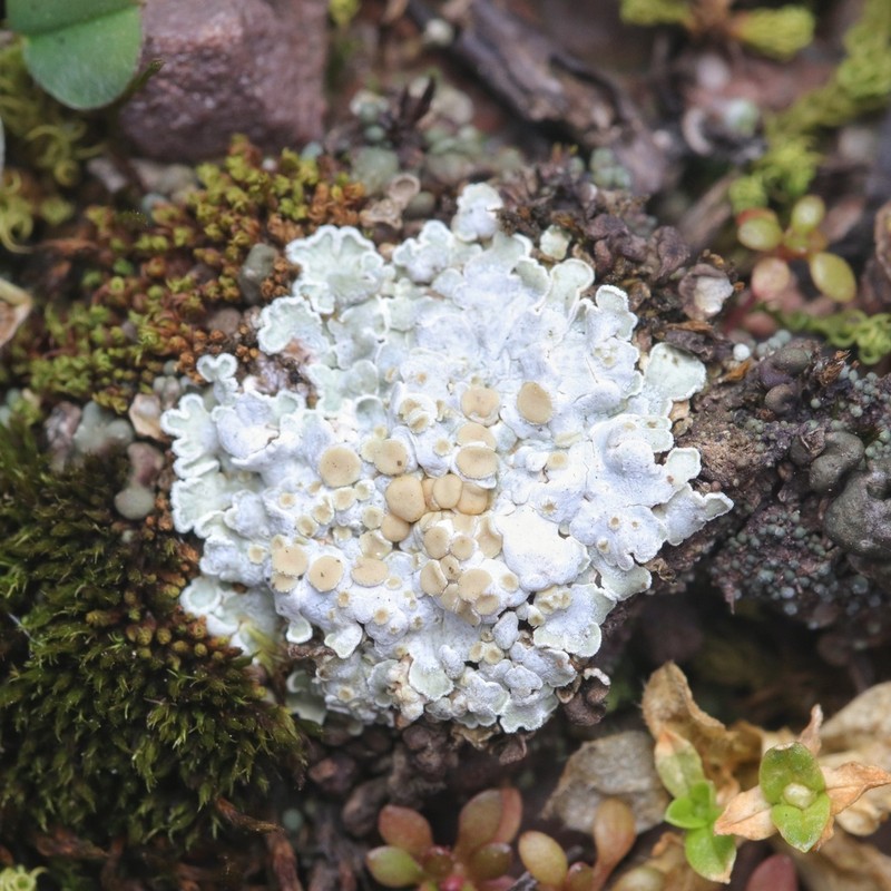 Rim Lichen photo 5