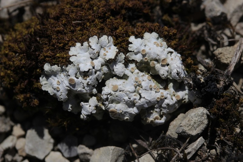 Rim Lichen photo 6