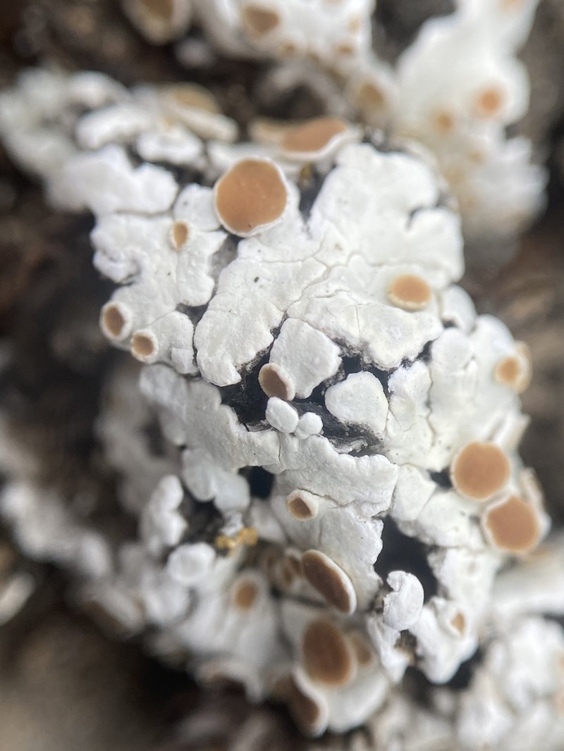 Rim Lichen photo 7