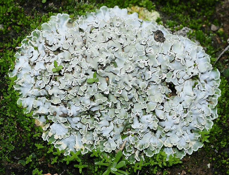 Rim Lichen photo 8