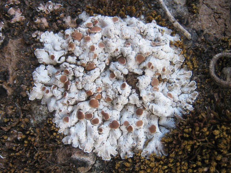 Rim Lichen