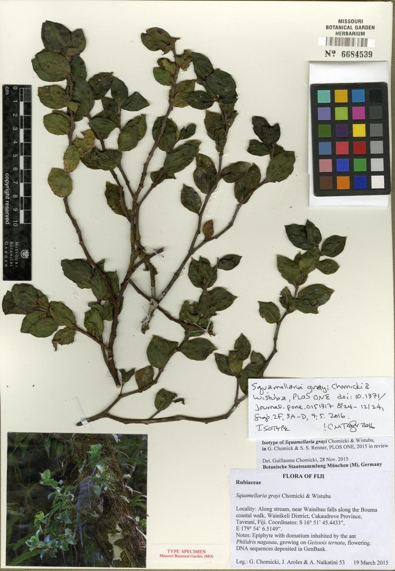 Squamellaria grayi
