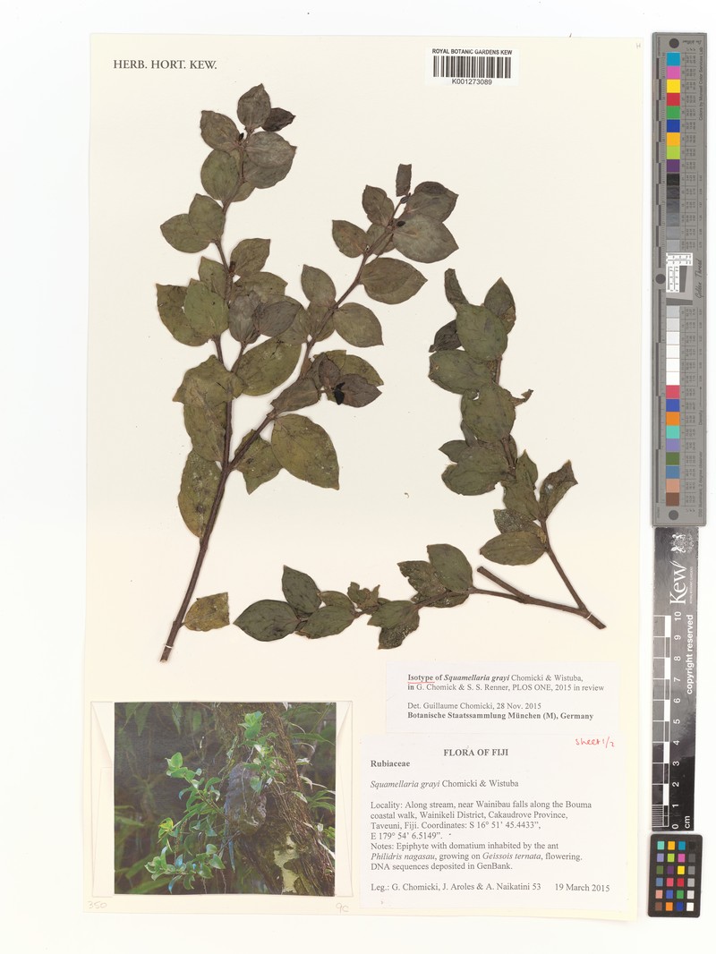 Squamellaria grayi photo 2