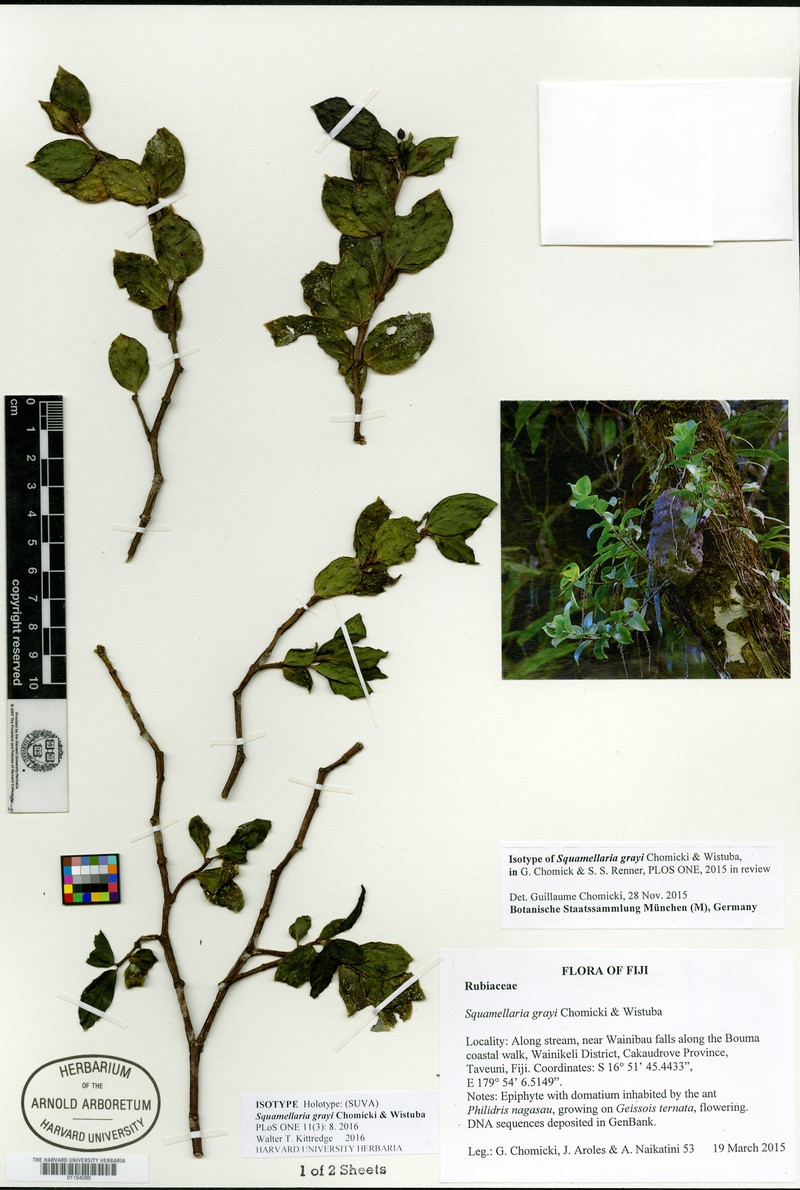 Squamellaria grayi photo 3