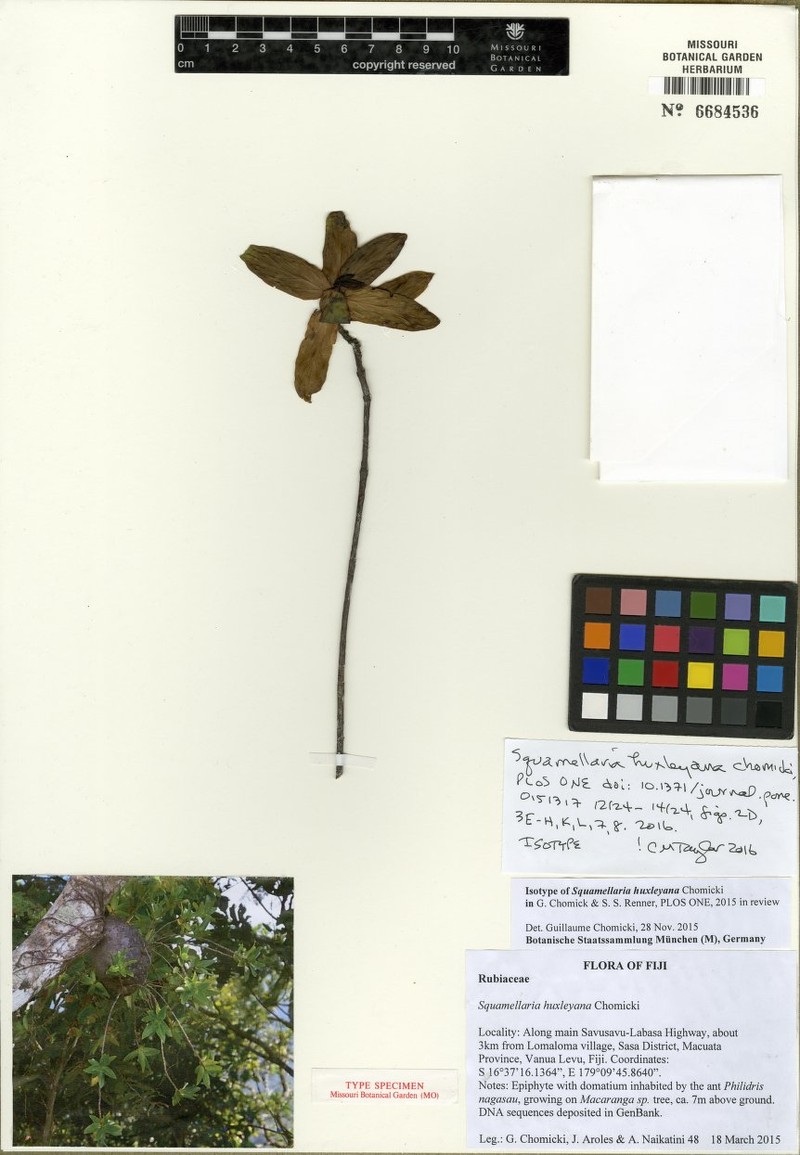 Squamellaria huxleyana
