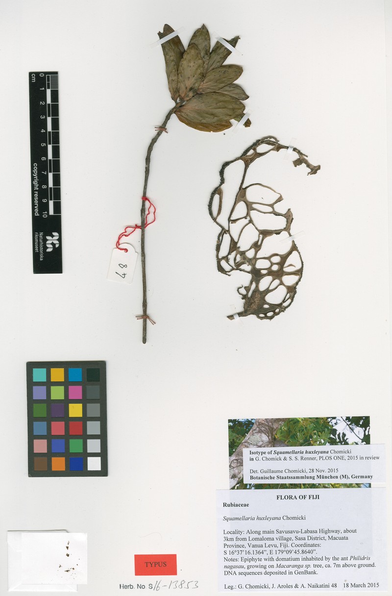 Squamellaria huxleyana photo 3
