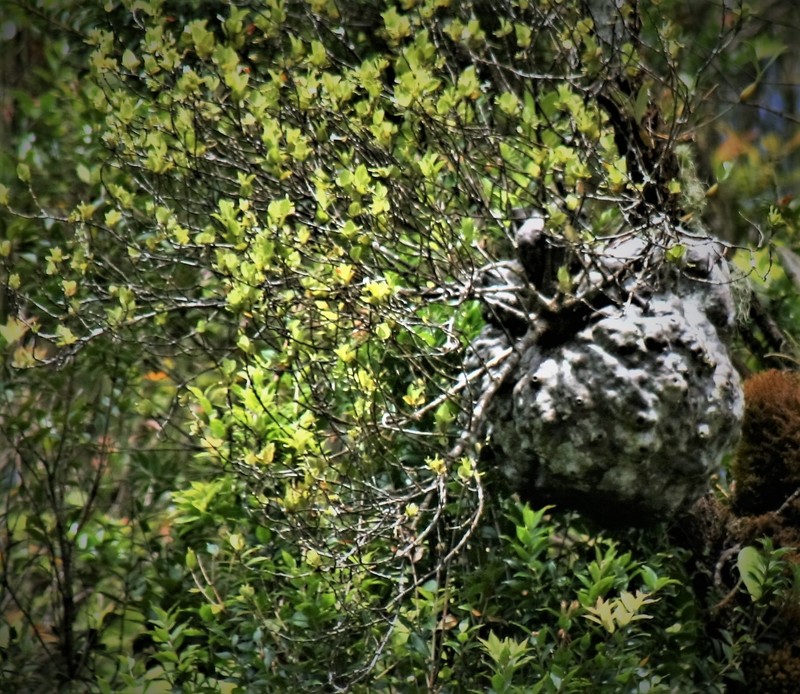 Squamellaria kajewskii photo 5