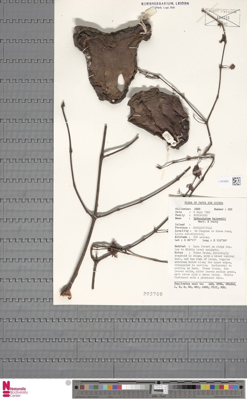 Squamellaria kajewskii photo 6