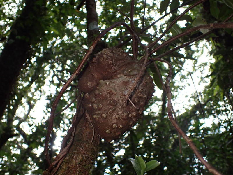 Squamellaria vanuatuensis