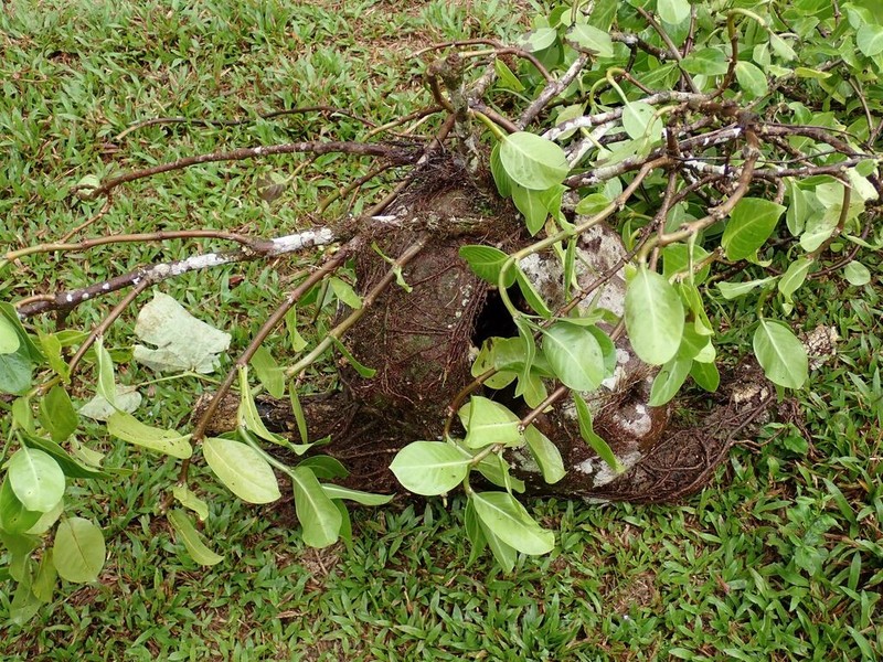 Squamellaria vanuatuensis photo 2