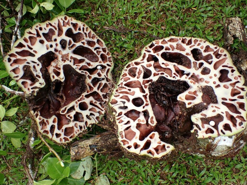 Squamellaria vanuatuensis photo 3