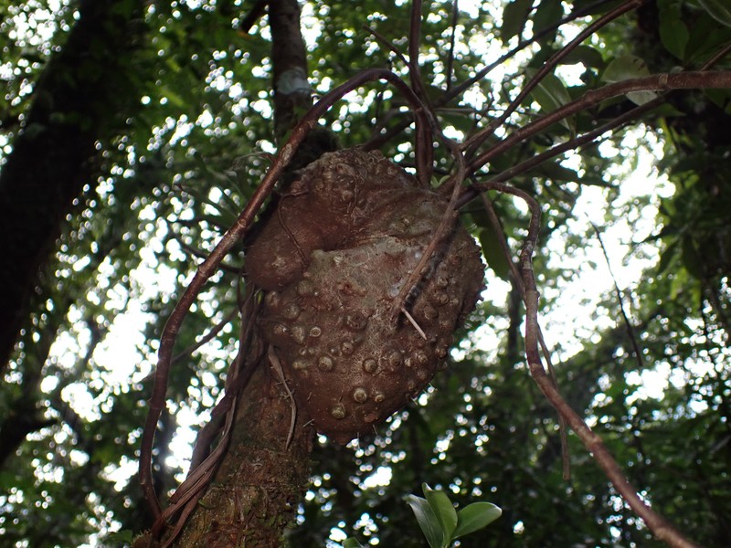 Squamellaria vanuatuensis photo 4