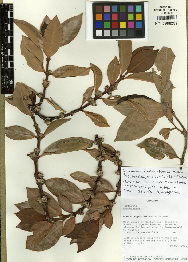 Squamellaria vanuatuensis photo 5