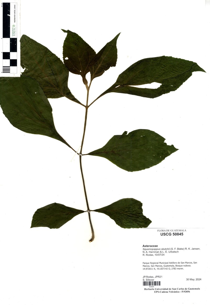 Squamopappus skutchii