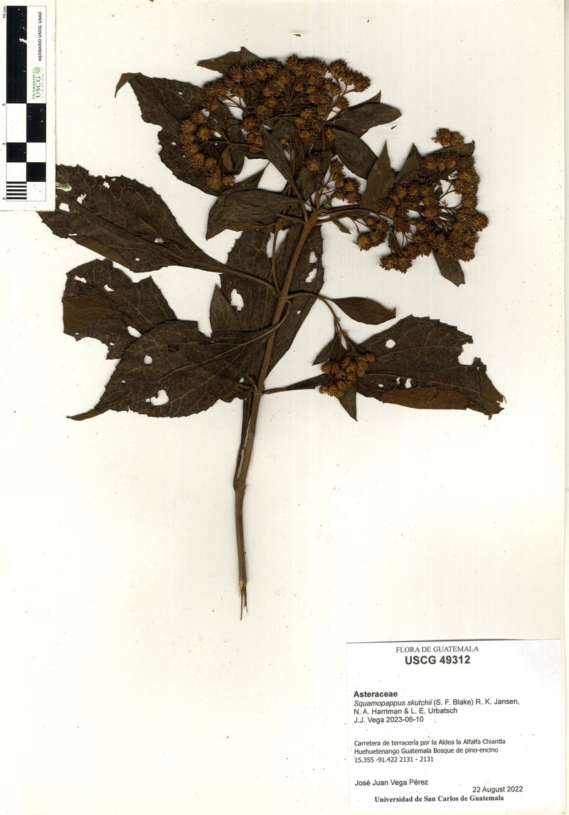 Squamopappus skutchii photo 2