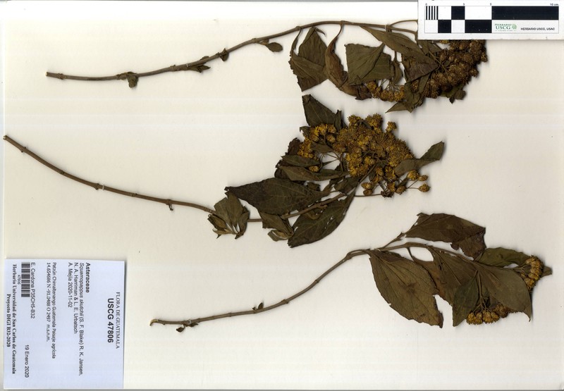 Squamopappus skutchii photo 3