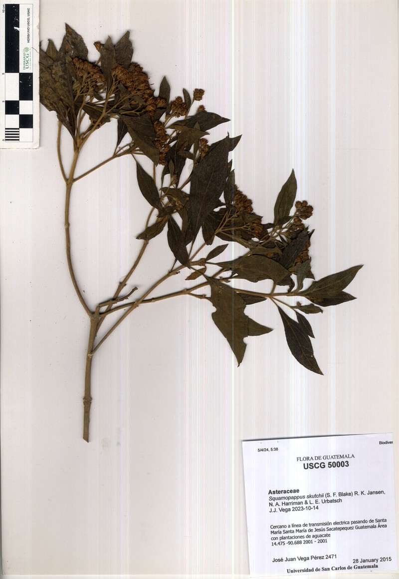 Squamopappus skutchii photo 4