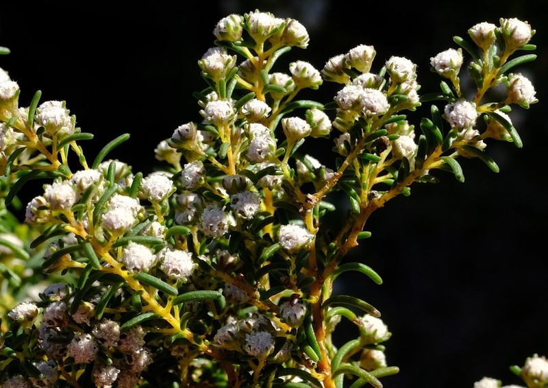 Staavia staavioides