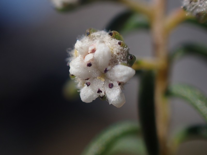 Staavia staavioides photo 2