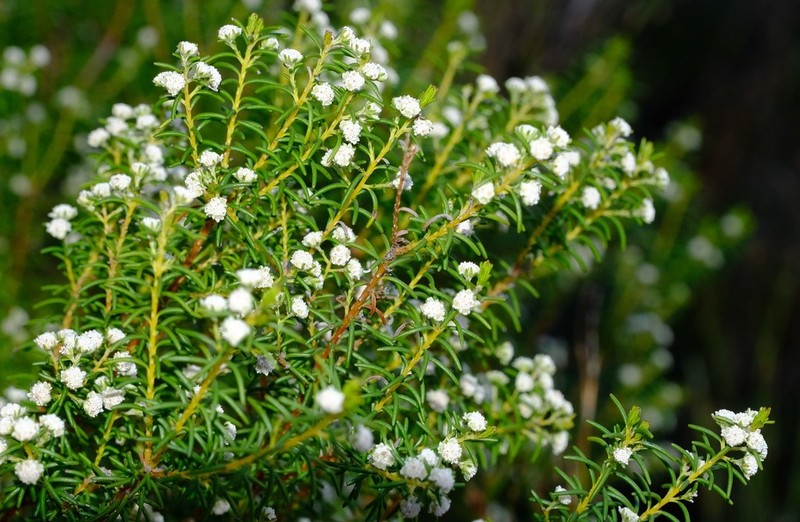 Staavia staavioides photo 4