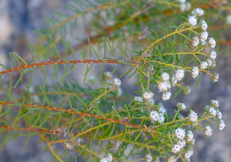 Staavia staavioides photo 6