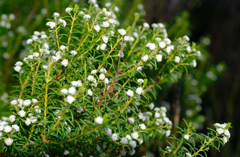 Staavia staavioides photo 8